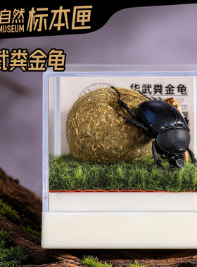 辛巴日记昆虫标本匣装饰礼品科普