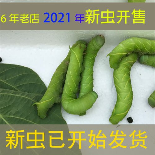 豆青虫价格 豆青虫图片 星期三