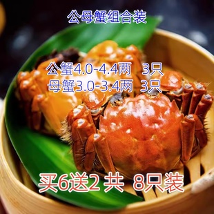 活蟹沐阳牌大闸蟹公螃蟹4.0 3.3两 4.4两母螃蟹3.0