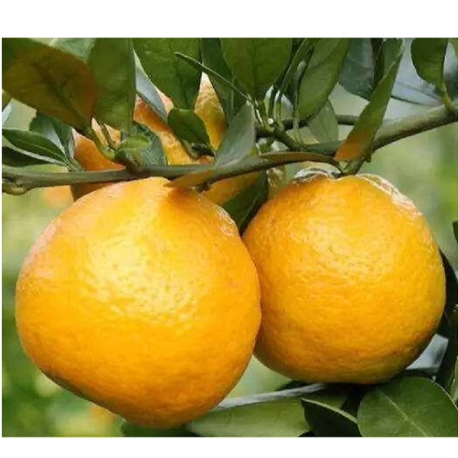 浙江正宗当季瓯柑特产地直发桔子