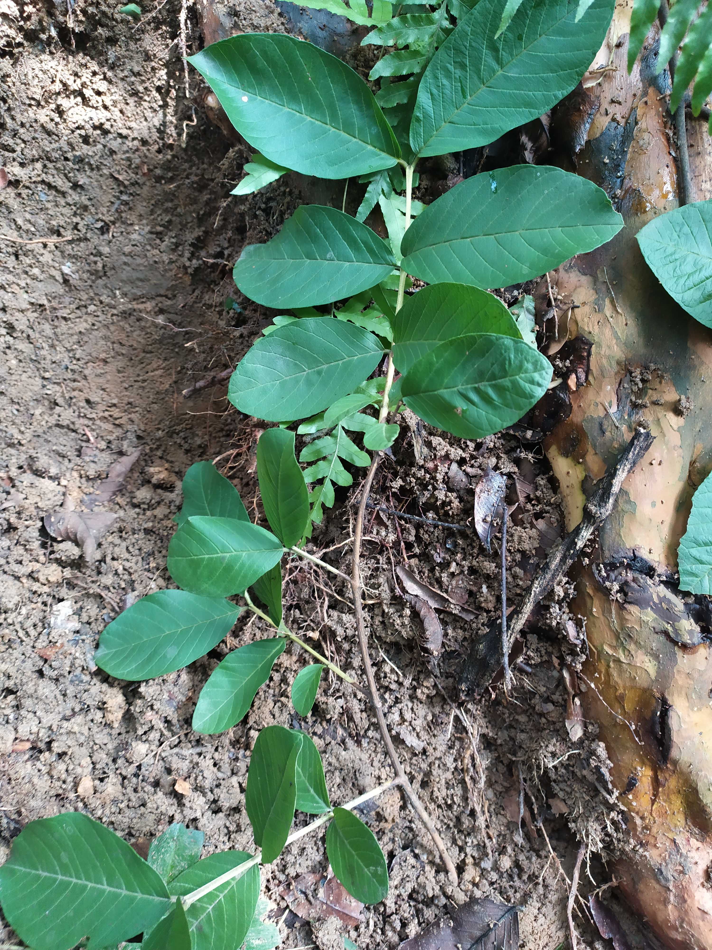 500g新鲜番石榴根 芭乐根番桃 蕃石榴根