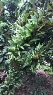 新鲜龙眼树寄生龙眼寄生桂圆树寄生 树苇上树草现采500克包邮