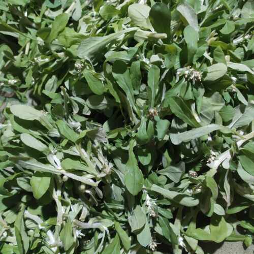 新鲜白花鼠曲草清明草清明菜绵丝青500g佛耳绒毛草田艾果团材料