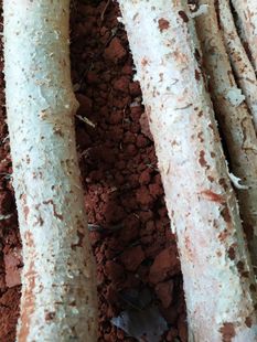 新鲜乌榄根乌榄树根黑橄榄树根乌橄榄根 黑榄根现挖整段500克