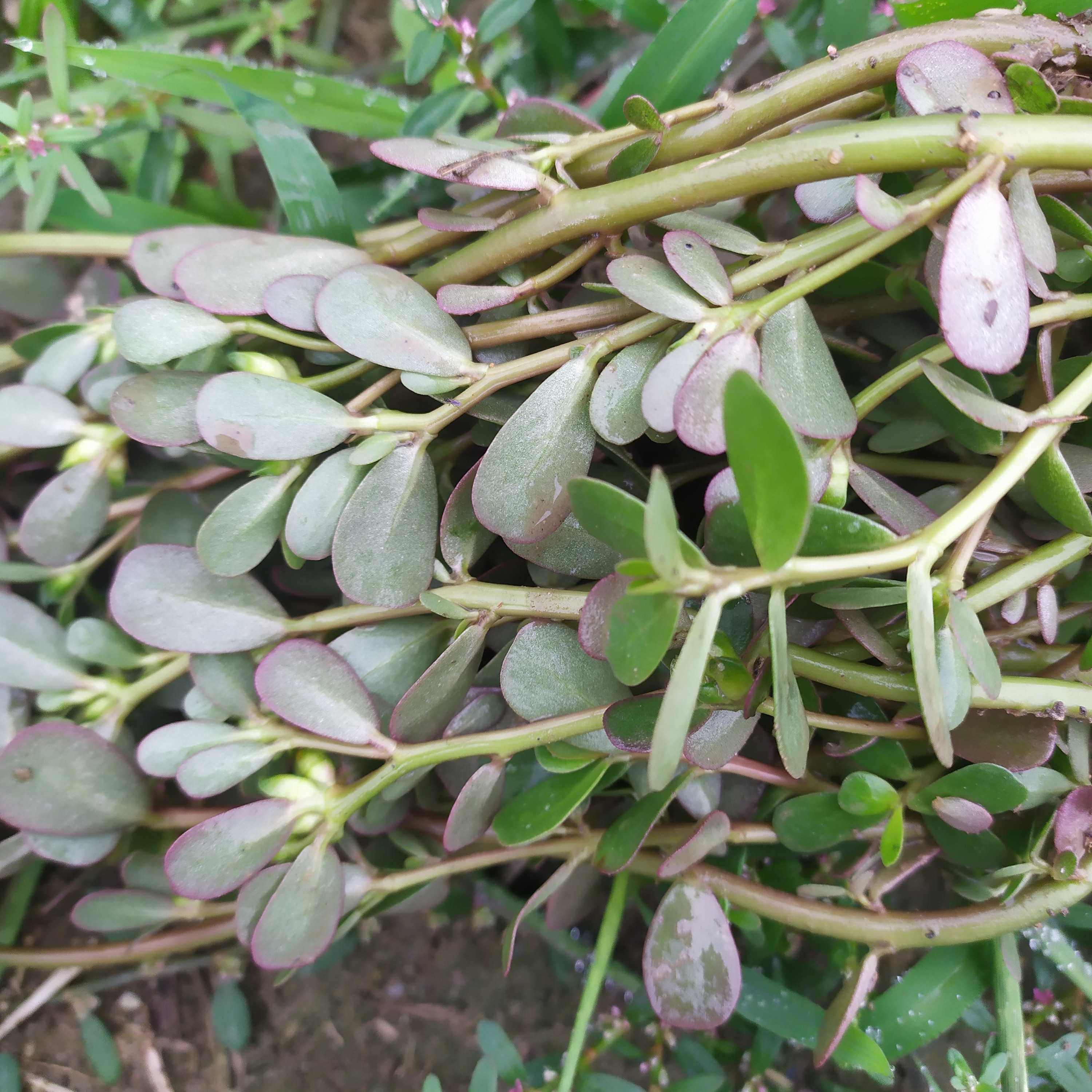 新鲜马齿苋马齿苋菜老鼠耳猪母菜野菜马蜂菜长命菜长寿菜1斤包邮