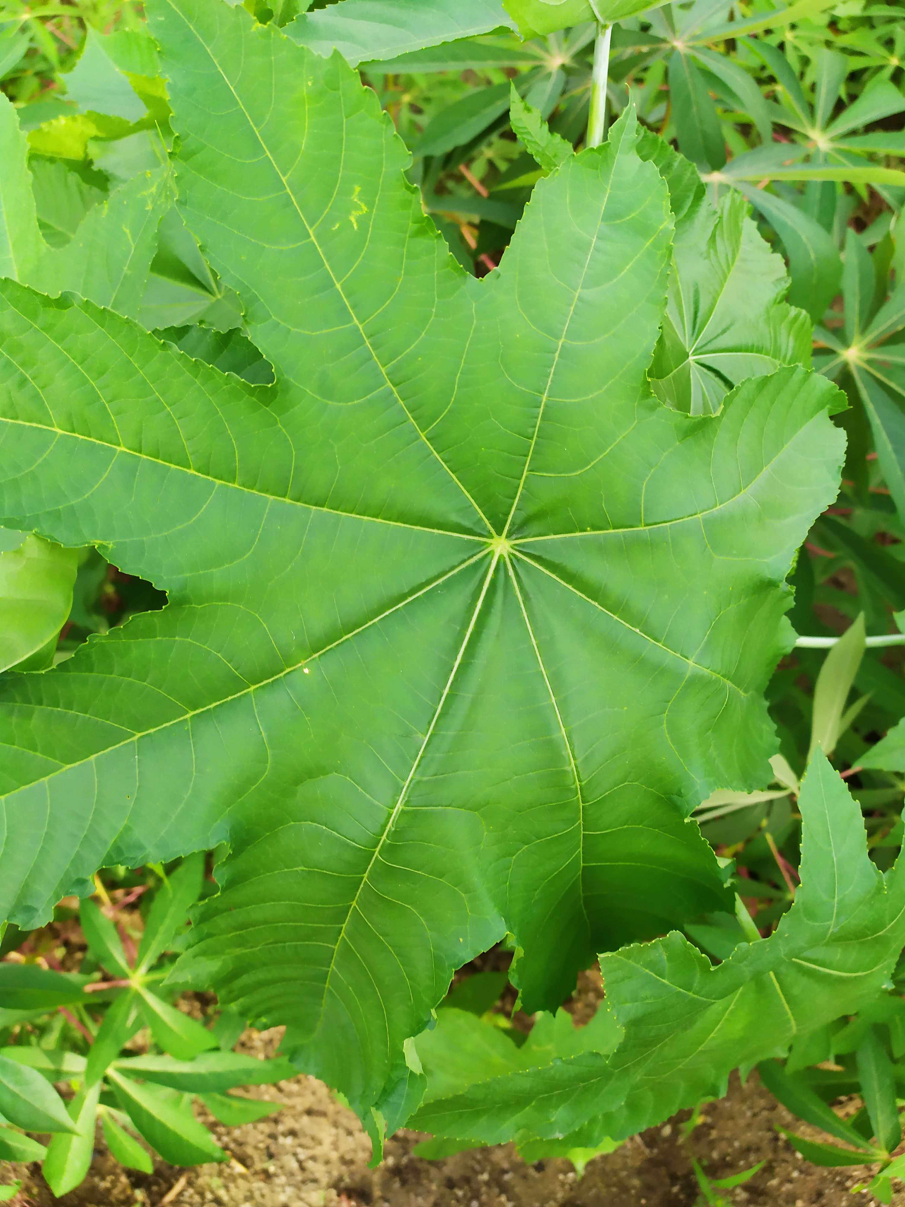 新鲜蓖麻叶 青蓖麻杆草麻 蓖麻子叶子500g包邮