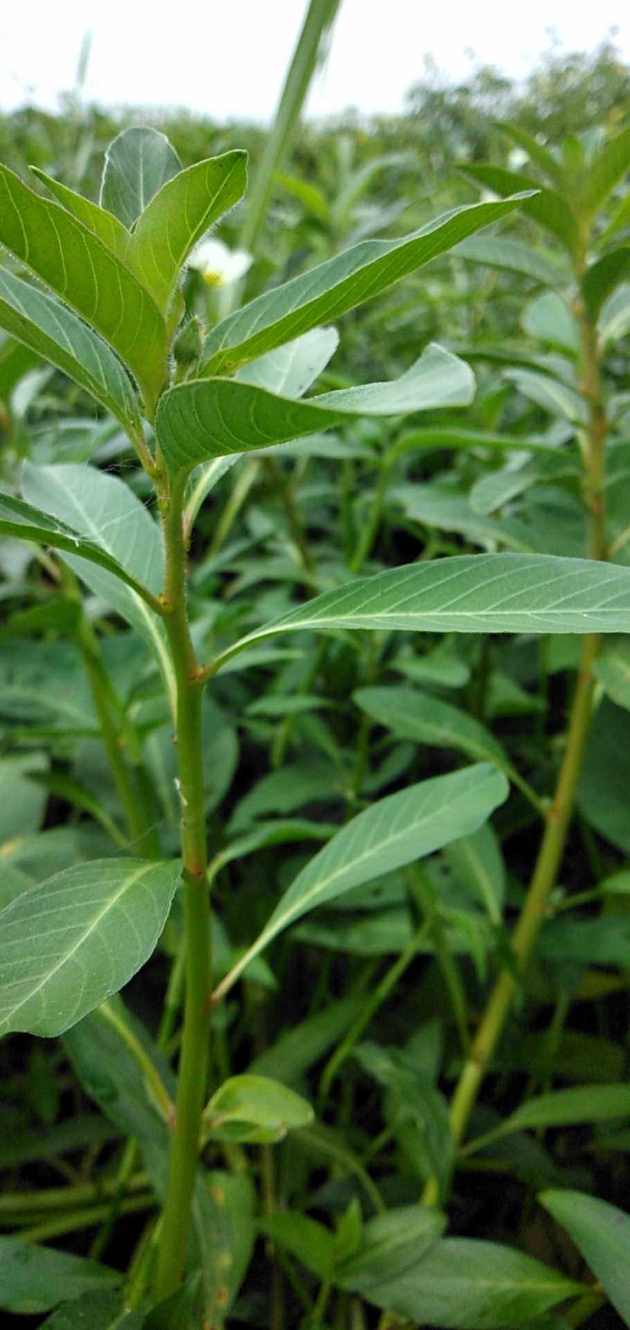 过塘草新鲜水龙过江龙过沟江藤鱼鳔草水盖菜水浮藤500g