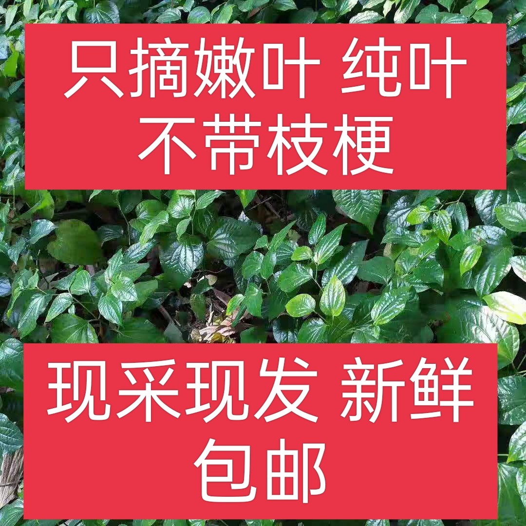 新鲜现摘假蒌叶蛤蒌叶青蒌叶假娄菜野香菜叶急捞叶假蒟菜_虎窝淘