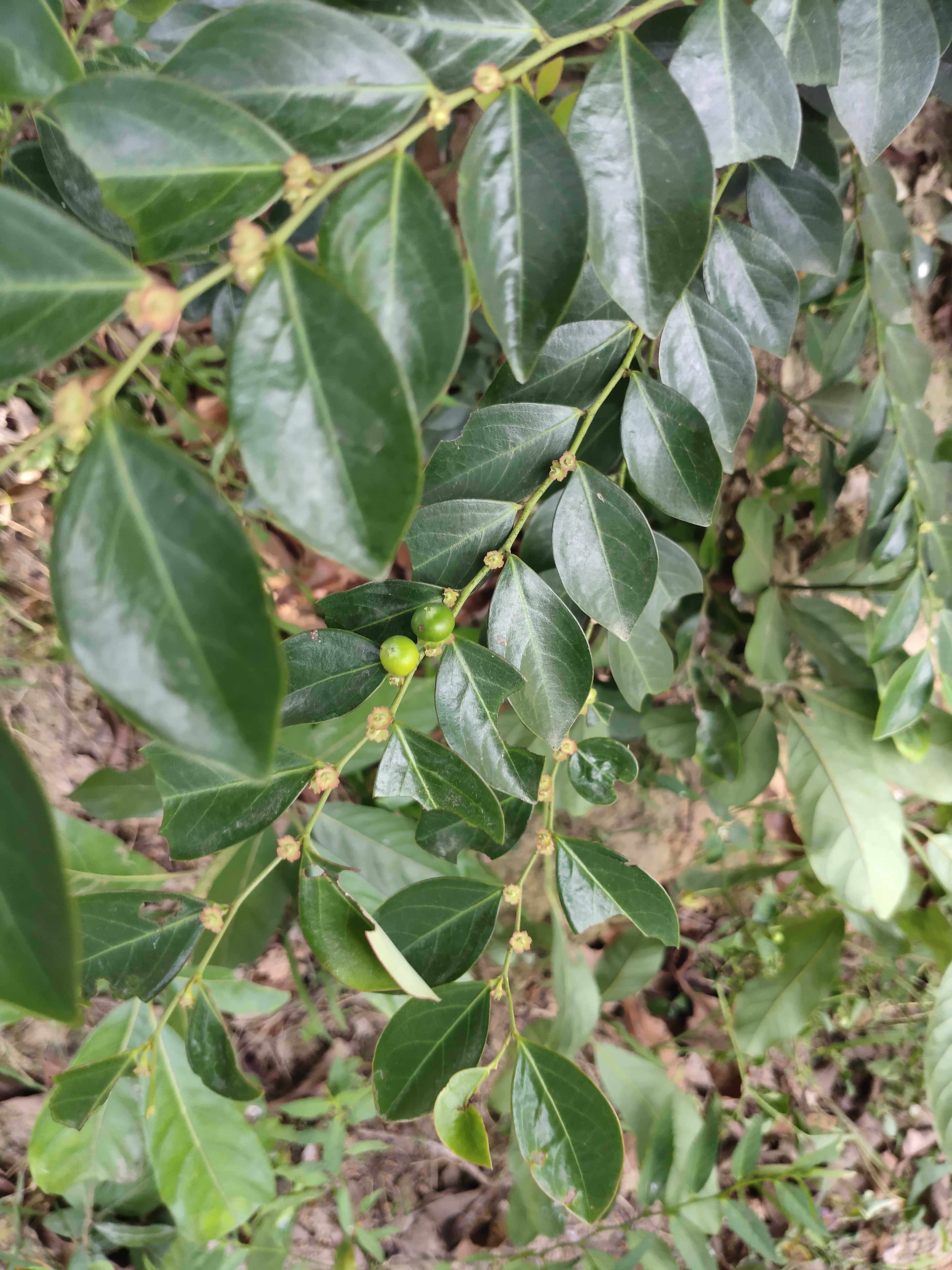 草药黑面神狗脚刺钟旭草青凡木四眼草乌漆臼蚊惊树500克包邮