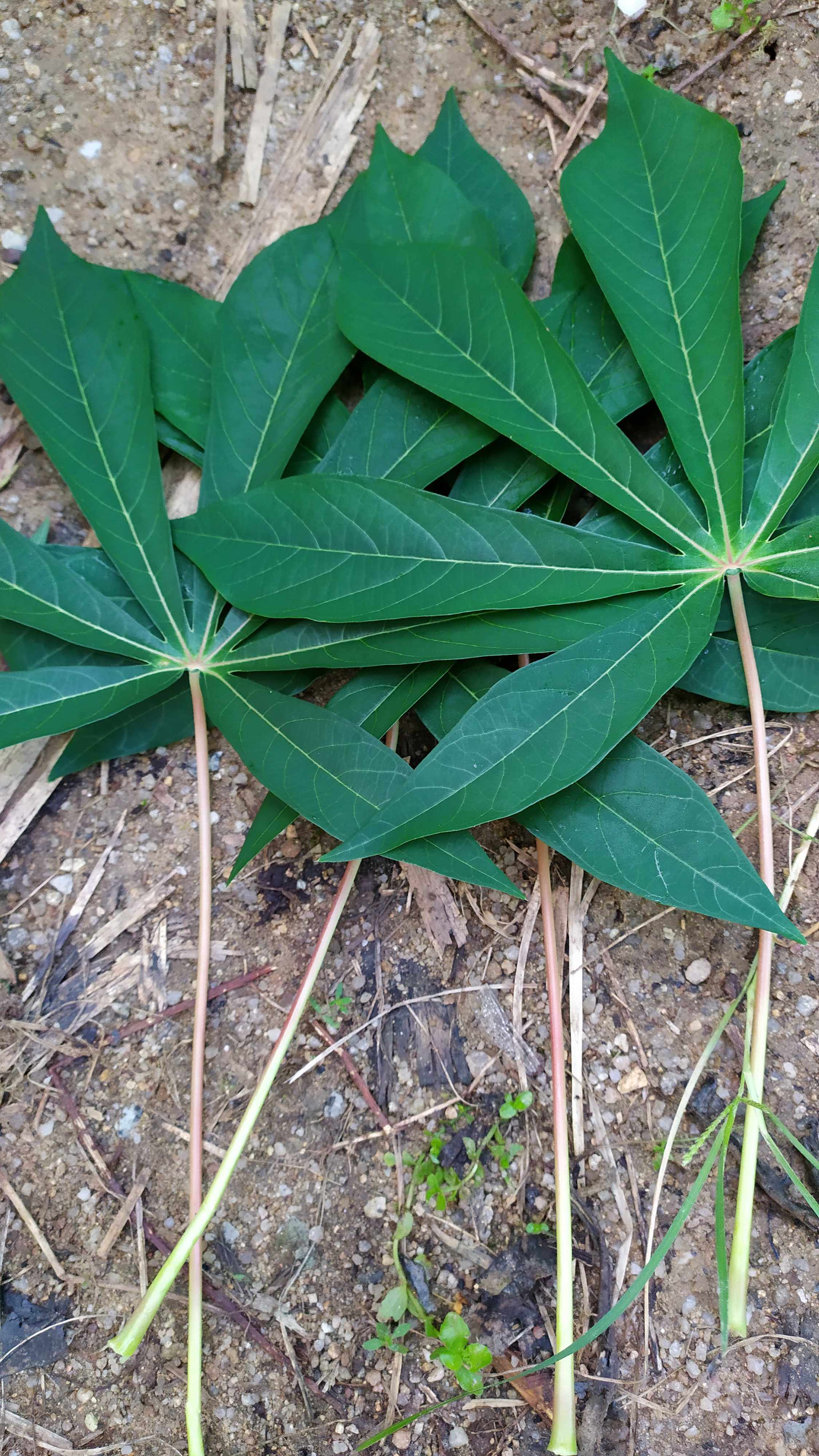 新鲜木薯叶 南洋木薯叶 木番薯叶 现采500克包邮