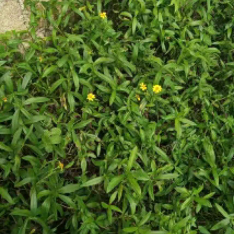 新鲜野生卤地菊蟛蜞菊正宗黄花蟛蜞草 龙舌草磨其草现采500克