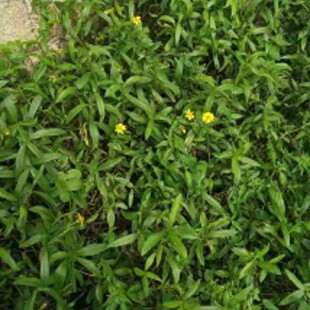 新鲜野生卤地菊蟛蜞菊正宗黄花蟛蜞草 龙舌草磨其草现采500克