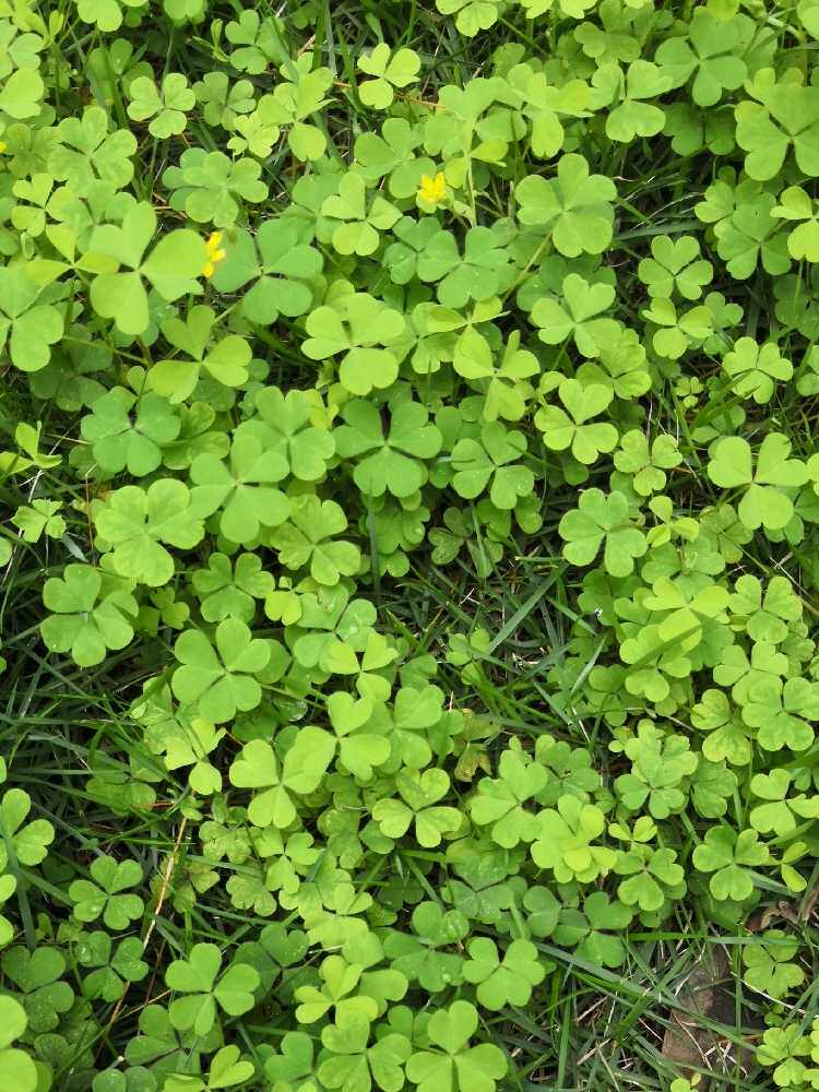 新鲜黄花酢浆草酸浆酸酸草斑鸠酸三叶酸盐酸鸡250克新鲜
