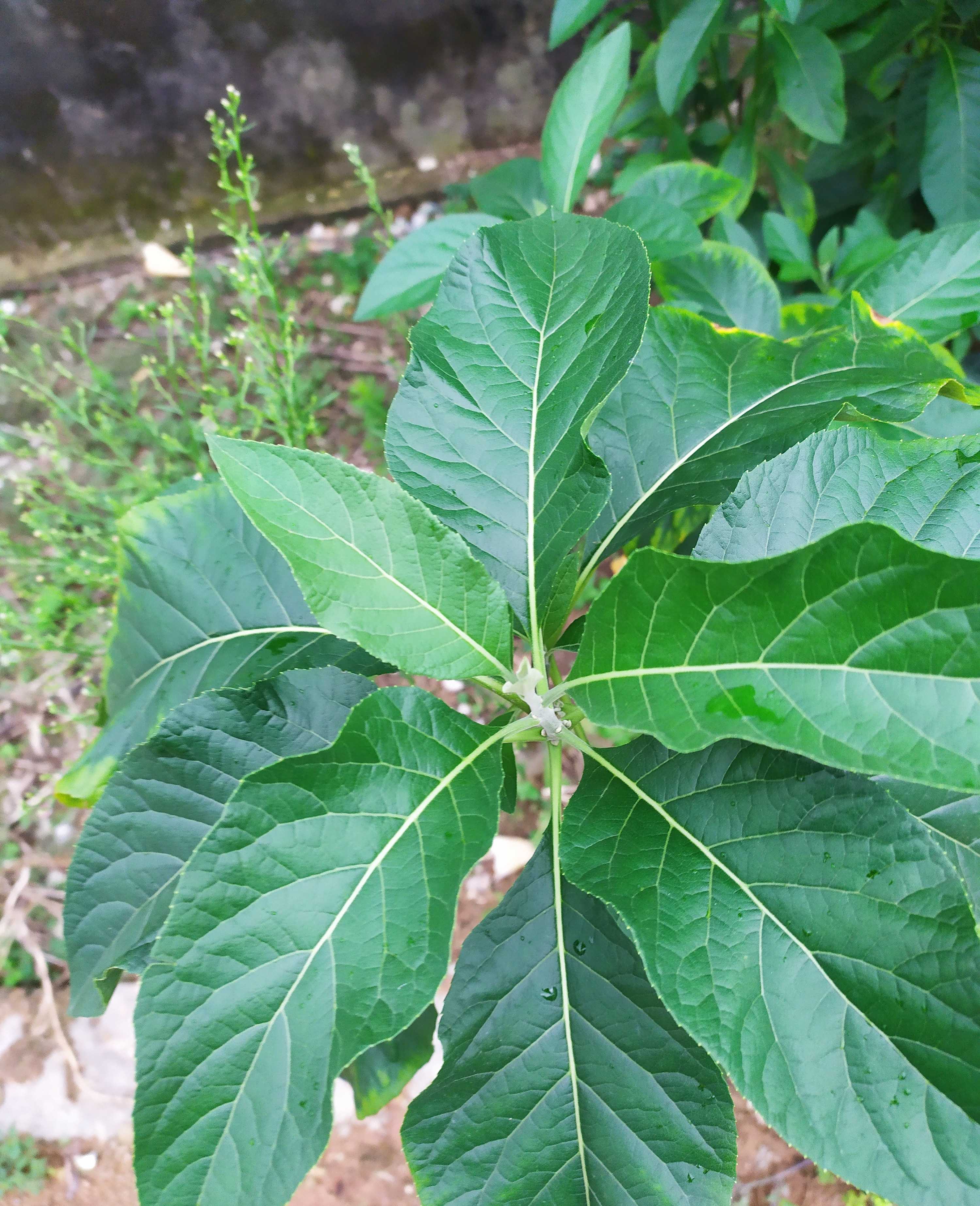 南非叶鲜叶将军叶大苦叶正宗马来西亚纯种500g