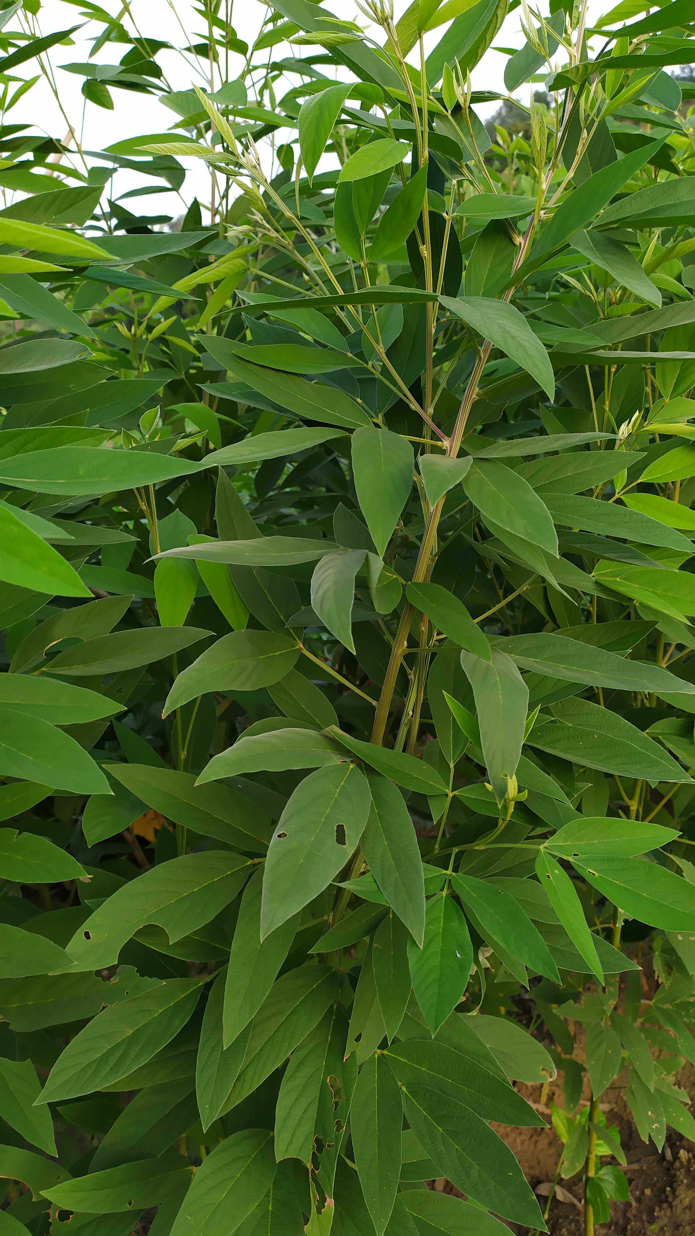 木豆叶新鲜 三叶豆 观音豆 树豆  柳豆叶 野黄豆中药材500克