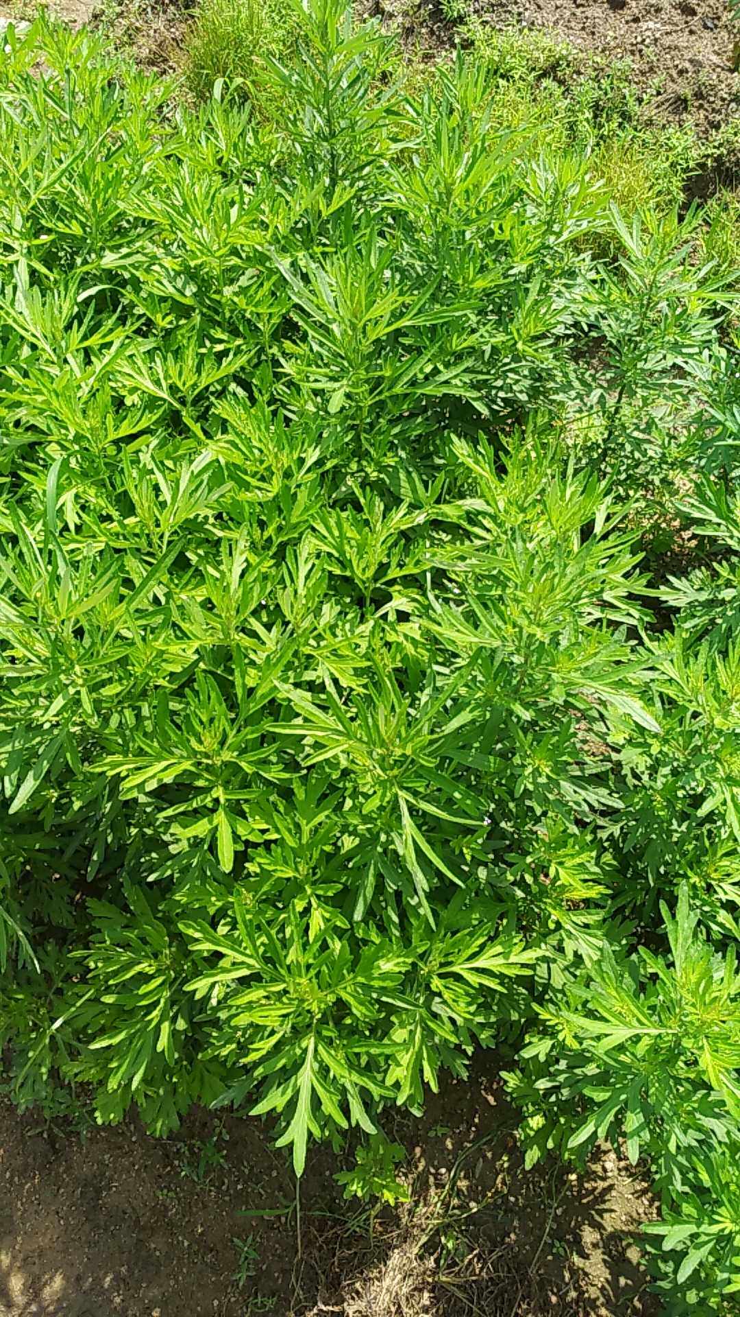 新鲜艾叶草食用糍粑青团嫩芽清明草艾叶艾草500g
