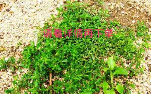 新鲜鹅不食草 鹅不食草苗食胡荽 种苗盆栽带土