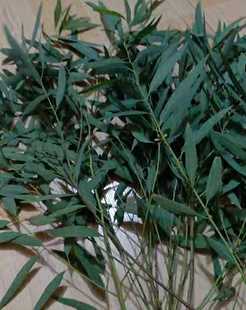 特价新鲜桉树叶 细叶桉 蜜袋鼯食物500g包邮桉树叶送桉树枝磨牙棒