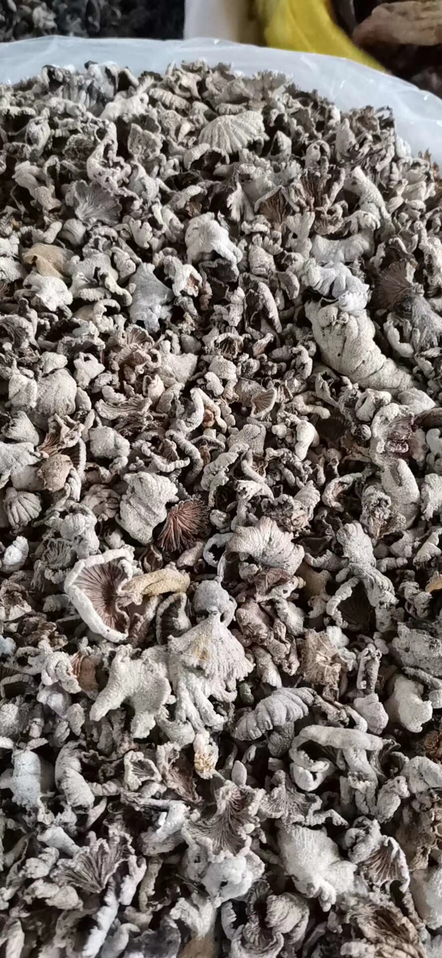 云南特产野生白参菌食用菌干货500g白褶菌雪莲菌煲汤蘑菇非新鲜