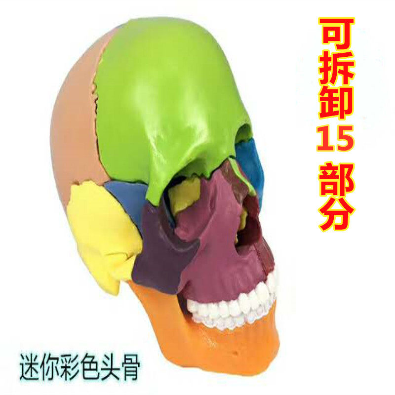 美术医学仿真骷髅 人头骨模型 