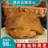 云南野生松针灵芝500克整枝林芝天然野生松针层孔菌深山药材干货