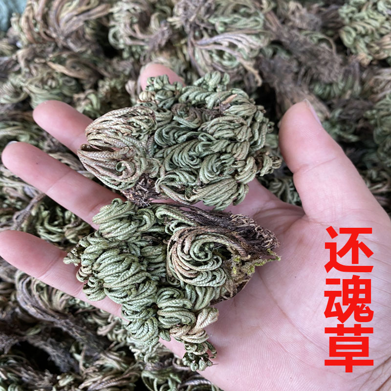 中药材 九死还魂草500g包邮小卷柏新品推荐干品复活草小盘景植物