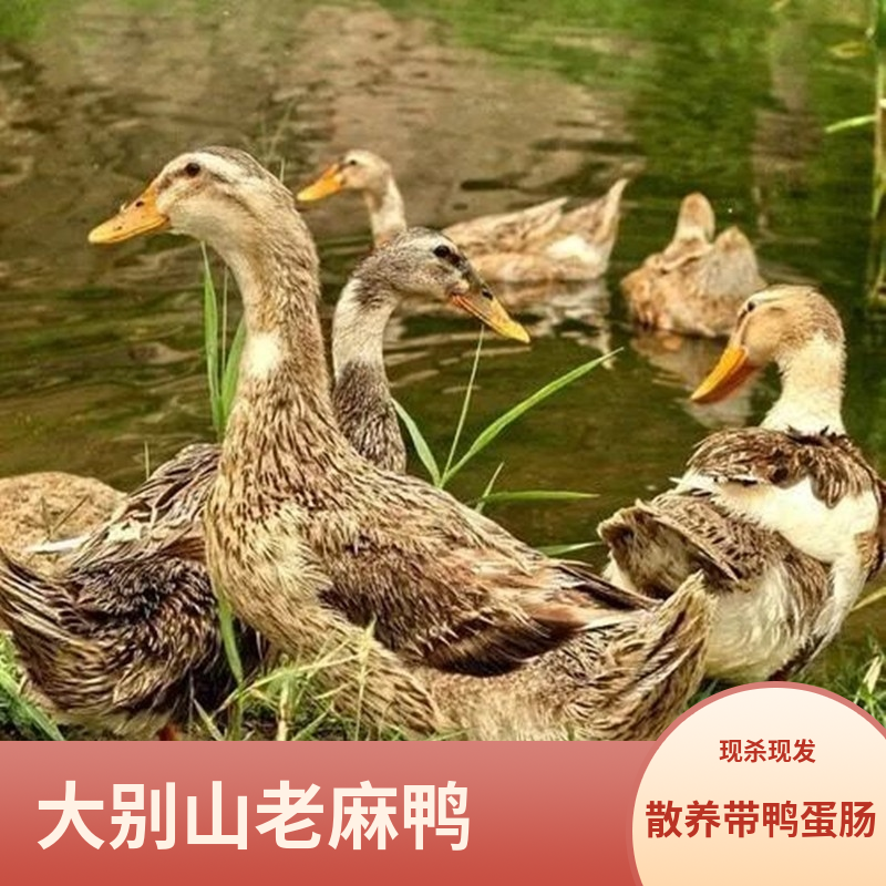 安徽大别山土鸭现杀鸭子麻鸭 母鸭肉 老鸭子农家散养放养水鸭土鸭