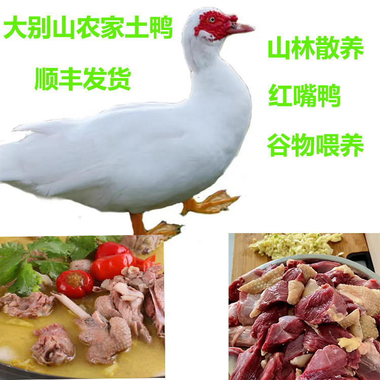 安徽特产农家散养白毛老番鸭土鸭鸭子散养老鸭土鸭 现杀速冻顺丰