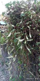 包邮潮汕青草药现采现发新鲜藤三七落葵薯洋落葵珠芽