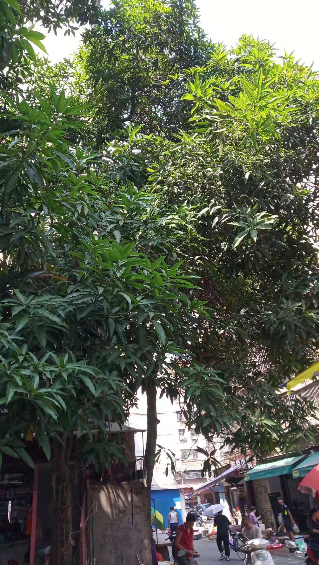 潮汕青草药杧果枝叶芒果