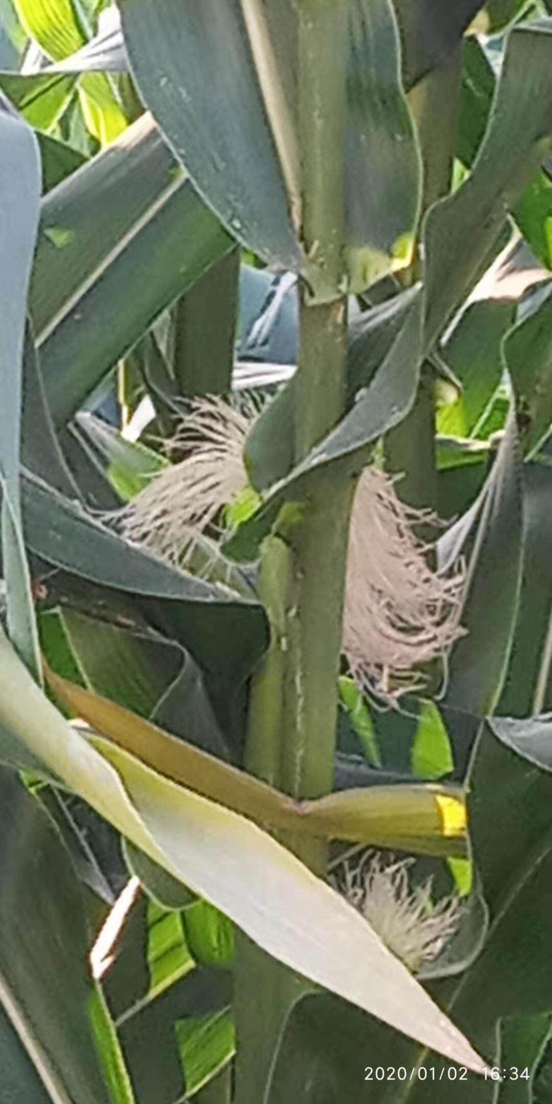 包邮潮汕青草药现采抓地虎玉米玉蜀黍包谷包米薏米仁粟米新鲜根头