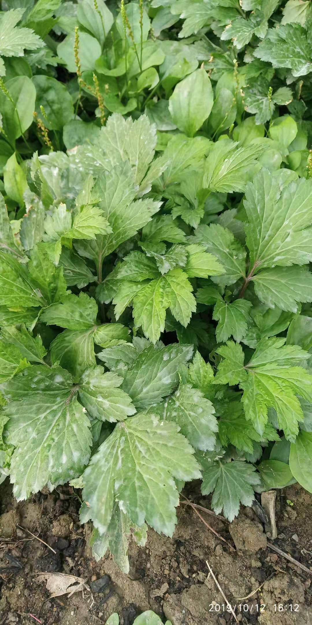 包邮潮汕青草药现采新鲜真珠菜鸭脚艾广东刘寄奴白苞蒿红艾甜菜子