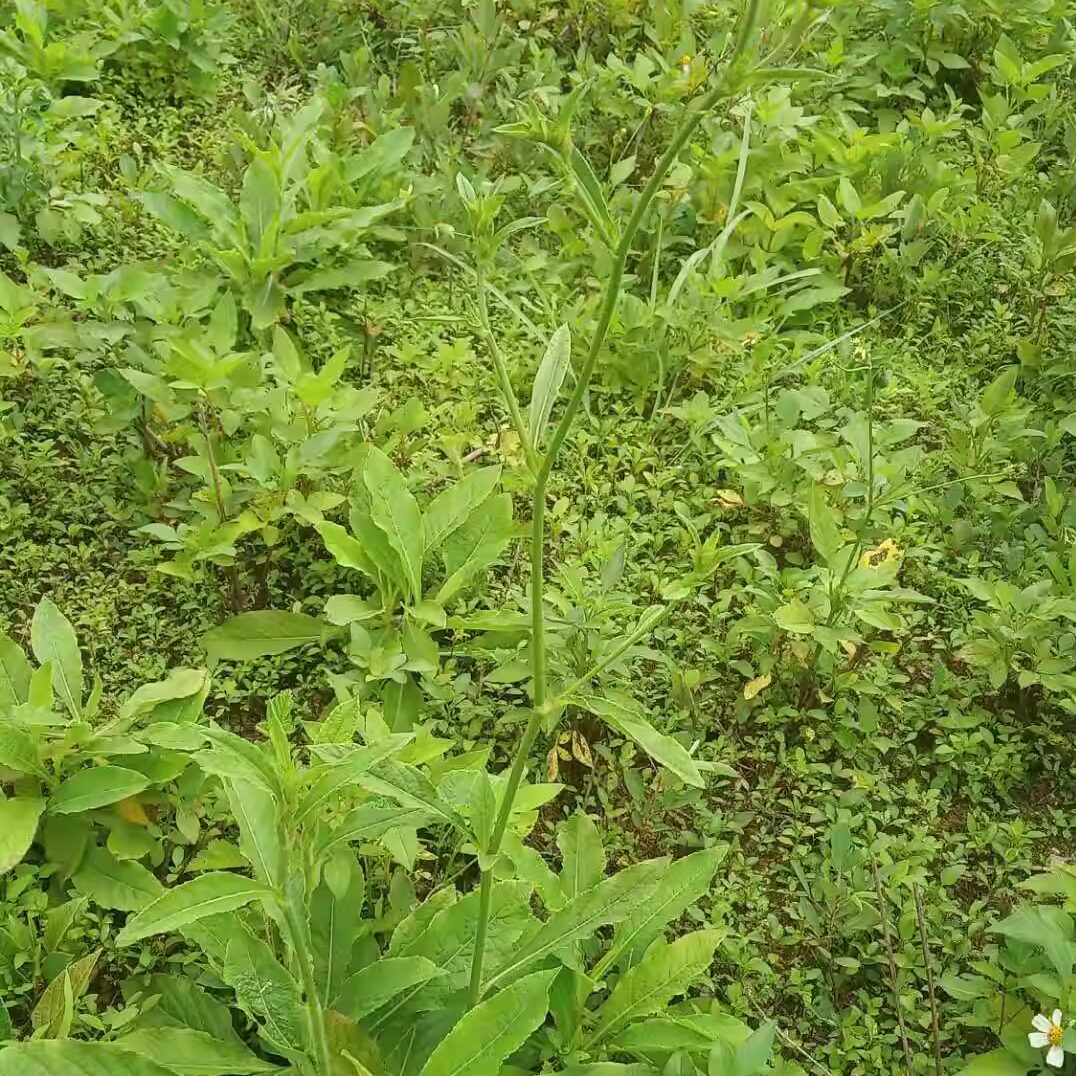 包邮潮汕青草药新鲜现采现发白花牛喫埔地胆草地胆头苦地胆