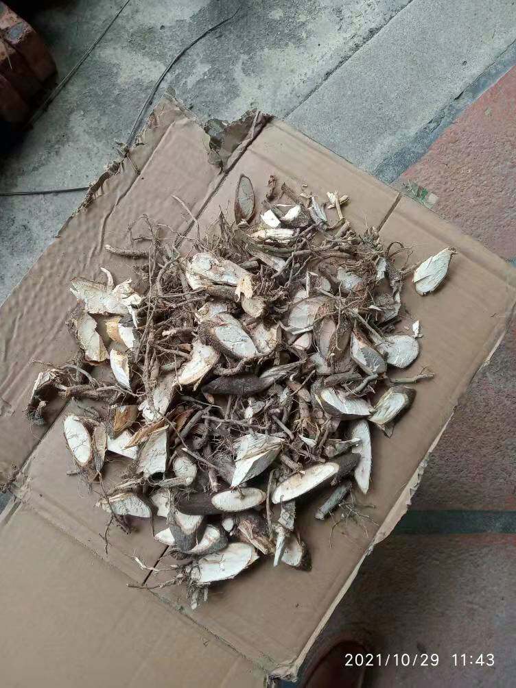 包邮潮汕青草药白花虱母草虱母头虱子母干品纯根头