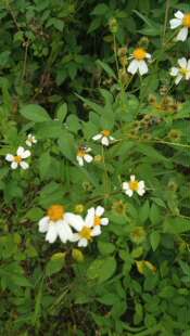 包邮潮汕青草药新鲜现采现发鬼针草四方枝方骨苦楝金盏银盘