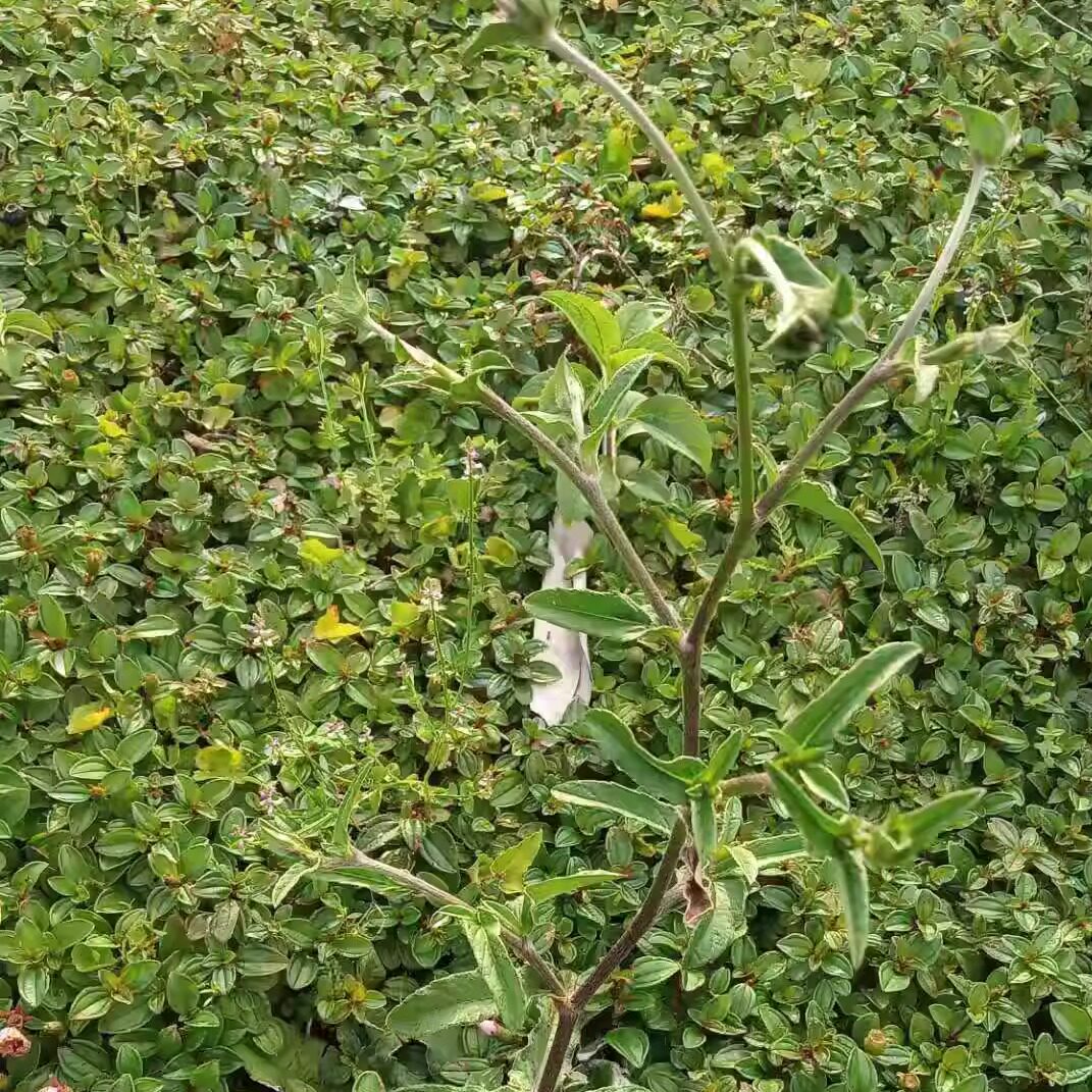 包邮潮汕青草药新鲜现采现发地胆草红花牛喫埔地胆头