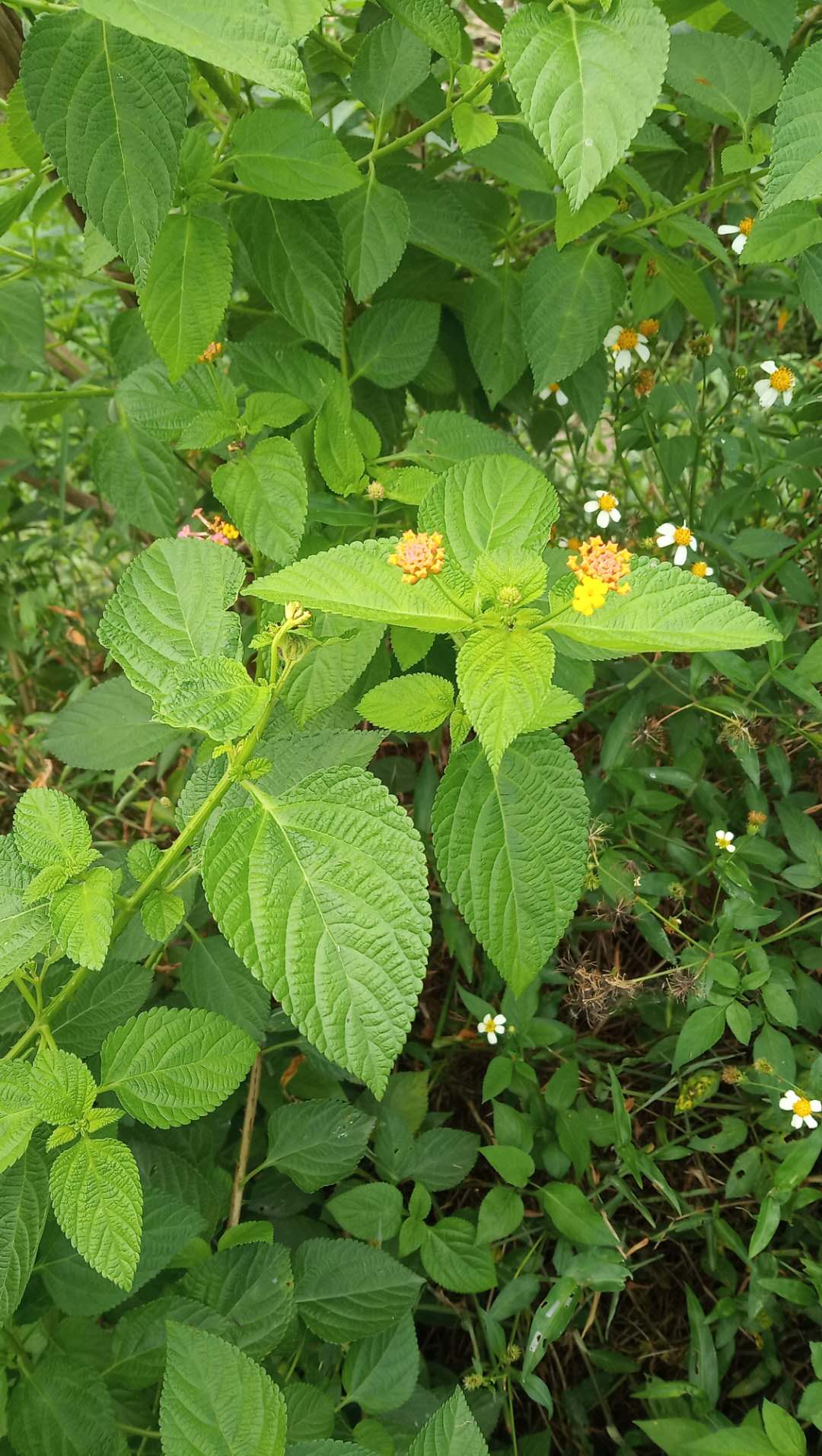 包邮潮汕青草药野生新鲜现采现发马缨丹五色梅五彩花臭花如意草