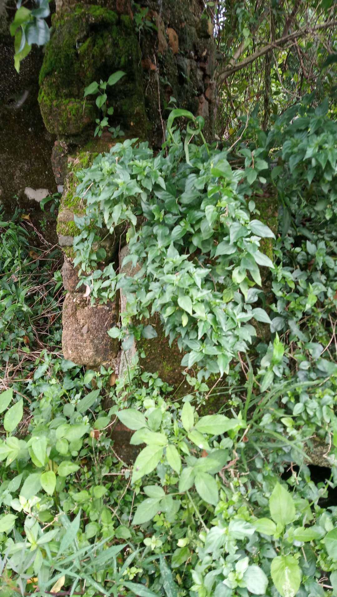 包邮潮汕青草药现采新鲜猪肝菜乌面礼狗肝菜青蛇仔四籽马蓝