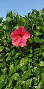 包邮潮汕青草药扶桑朱槿红木槿新鲜叶片