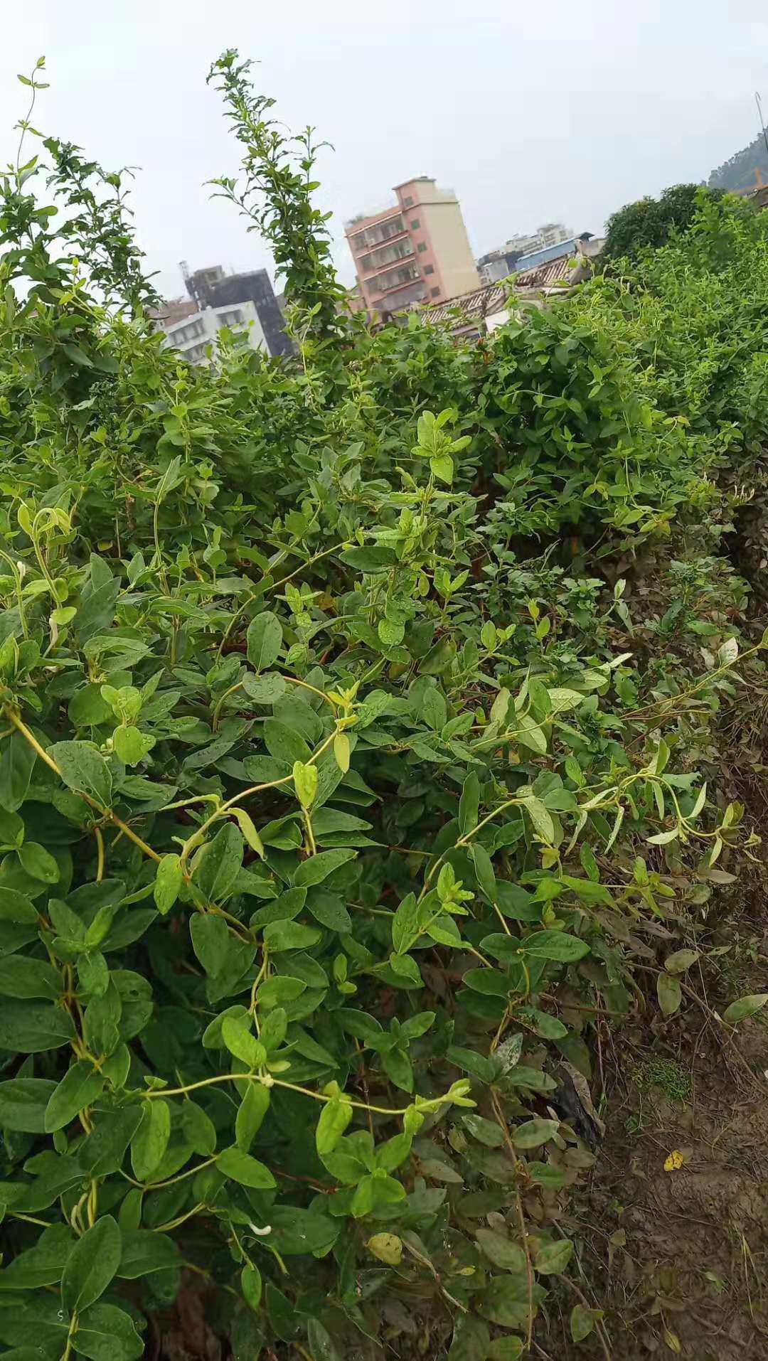 包邮潮汕青草药现采现发金银花忍冬藤鲜藤叶