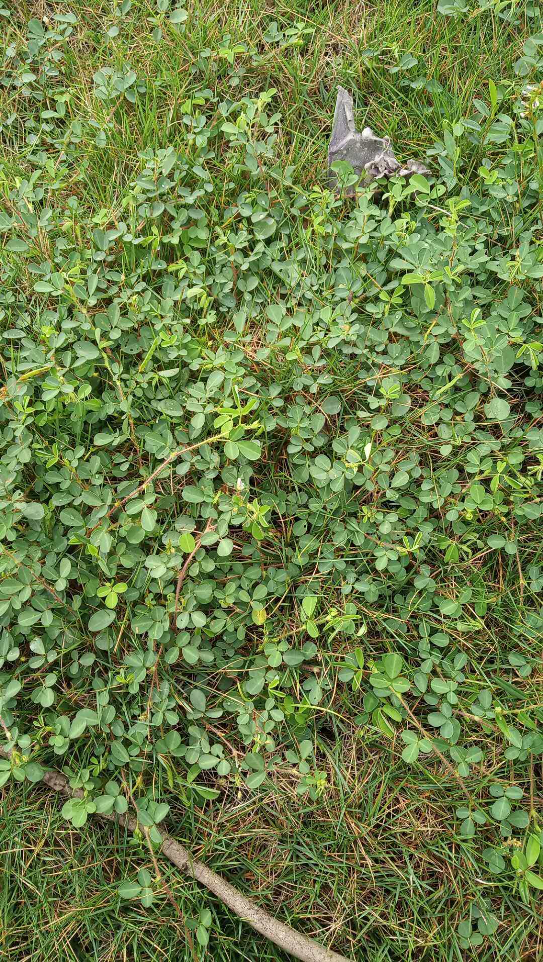 包邮潮汕青草药新鲜现采三点桃品字草六月雪大号乌蝇翼三点金