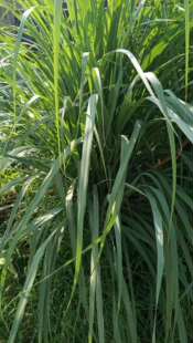 潮汕青草药香茅香芒大风茅柠檬草姜巴茅姜草新鲜茎叶 包邮