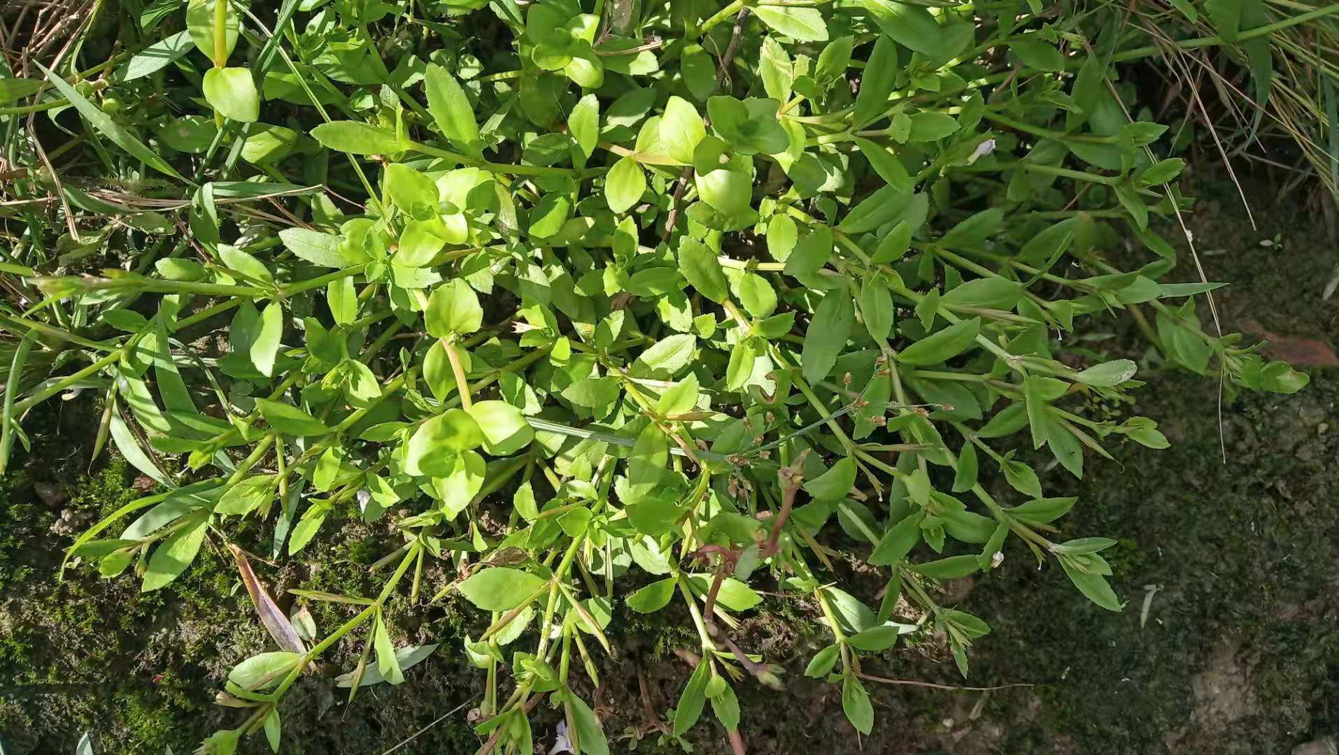 潮汕青草药泥花草双须蜈蚣蟹田荖