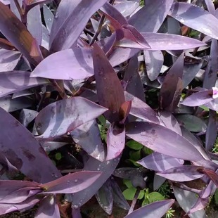 包邮潮汕青草药现采紫鸭跖草紫露草紫竹梅紫竹兰红竹红猪哥牙