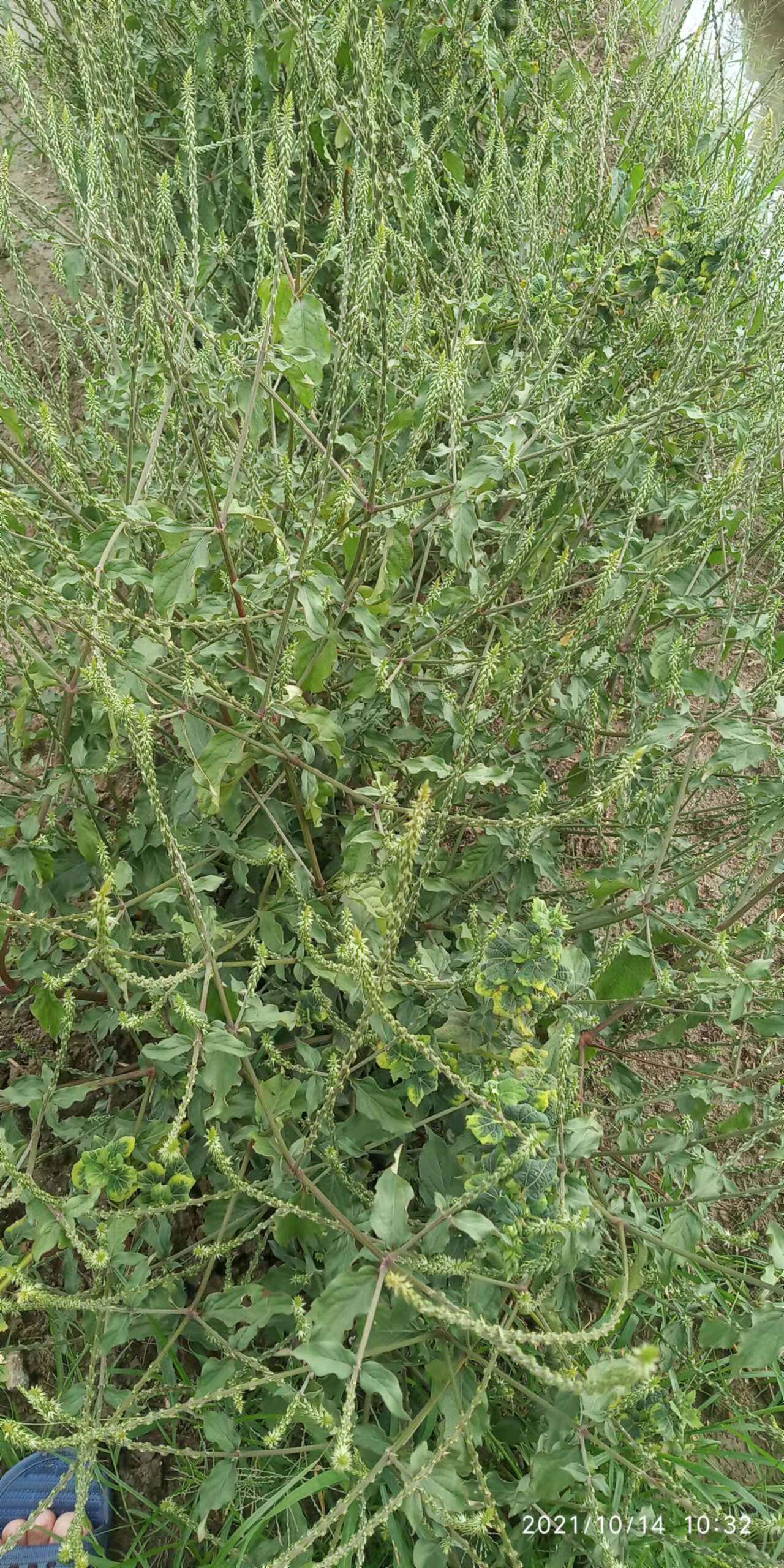 包邮潮汕青草药现采鸡掇鼻倒扣草白花鸡掇鼻土牛藤鸡骨癀新鲜枝叶