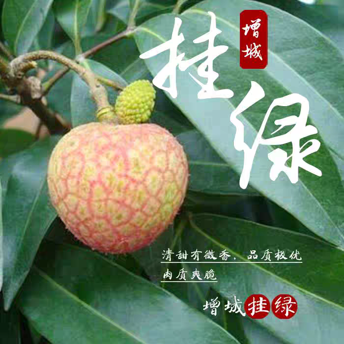 现发正宗增城挂绿荔枝应季水果果园直应季水果发稀罕水果顺丰空运