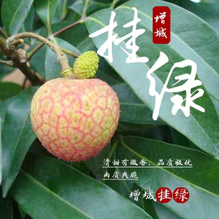 现发正宗增城挂绿荔枝应季水果果园直应季水果发稀罕水果顺丰空运