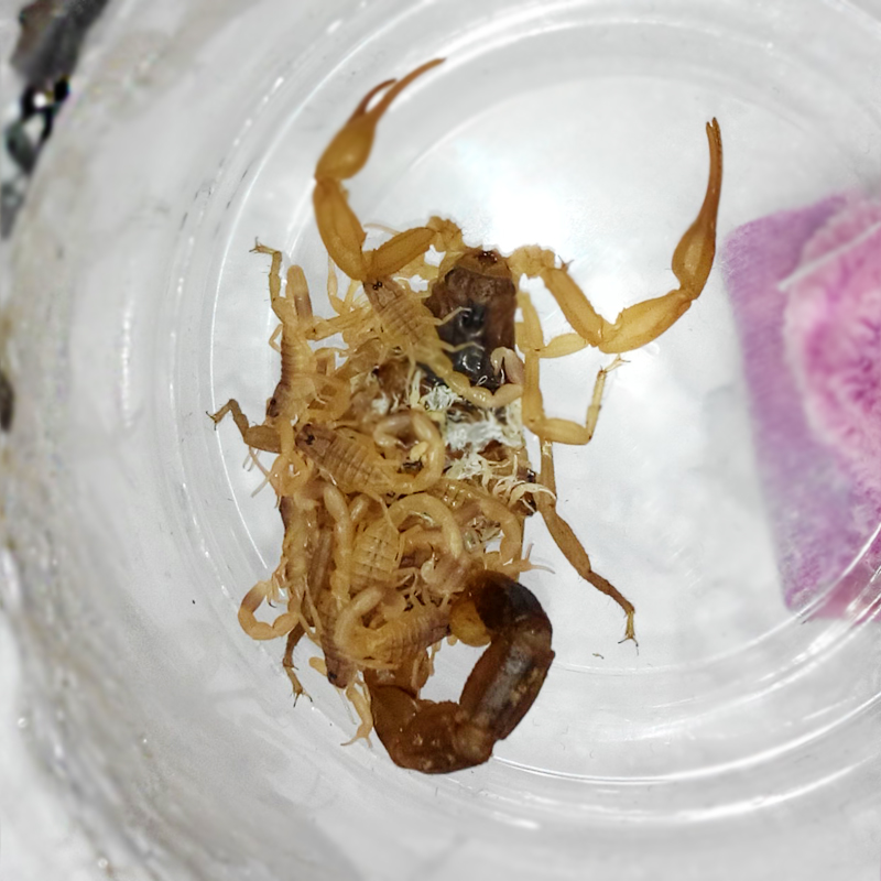 孕蝎子活体种母蝎养殖苗食用入药全蝎繁殖技术非野生东亚钳蝎宠物-封面