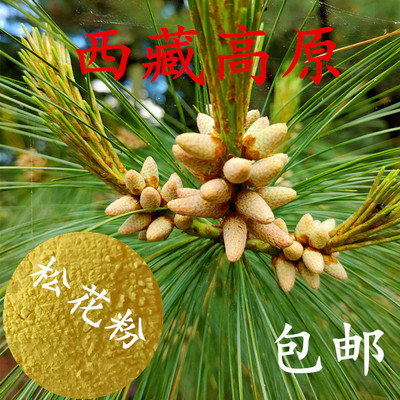 西藏高原食用野生破壁纯松花粉