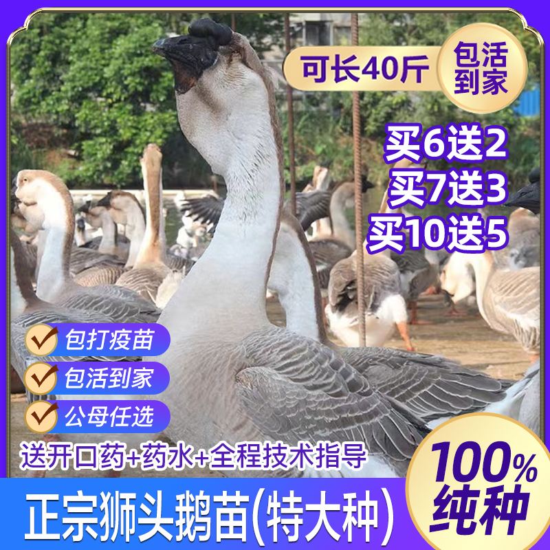 正宗大种狮头鹅如假包退